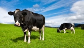 Scientists Genetically Engineer Cows to Produce Orange Juice