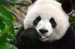 Cute-Panda